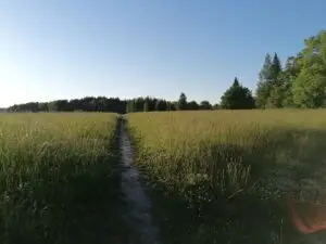 Kaunis peltomaisema Joensuu Hyvänmielenpaja