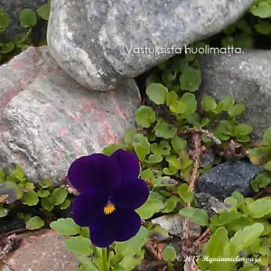 Vastuksista huolimatta. - Hyvänmielenpaja
