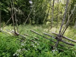 Kesäinen maisema ja vanha puuaita Joensuussa