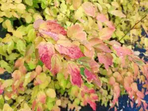 Syysmaisemia - Hyvänmielenpaja psykoterapia Joensuu